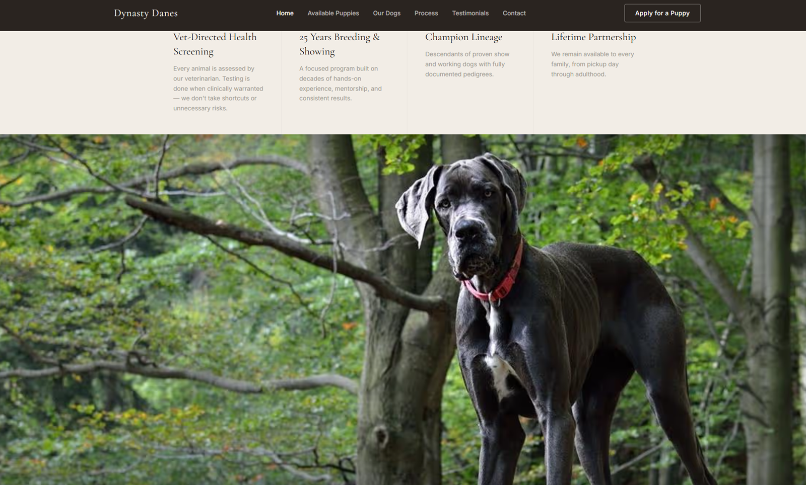 Dynasty Danes website — homepage showing the redesigned breeder experience